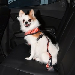 BAXTER SEATBELT PÁS PRO PSY DO AUTA - ORANŽOVÁ