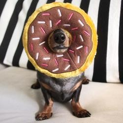 ZippyPaws Donutz