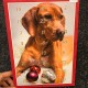 Adventní kalendář pro psy malý